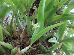 Image of Prosthechea chacaoensis (Rchb. fil.) W. E. Higgins