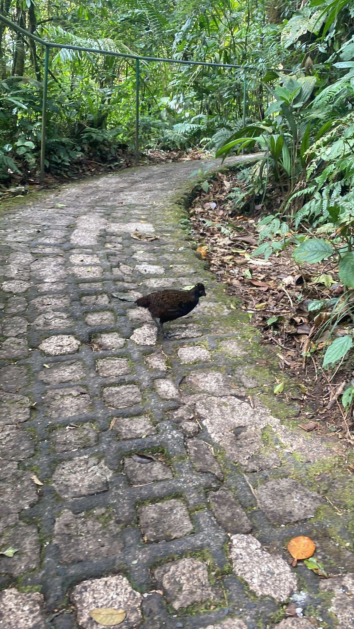 Image of Black-breasted Wood Quail