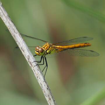 Image of Ruddy Darter