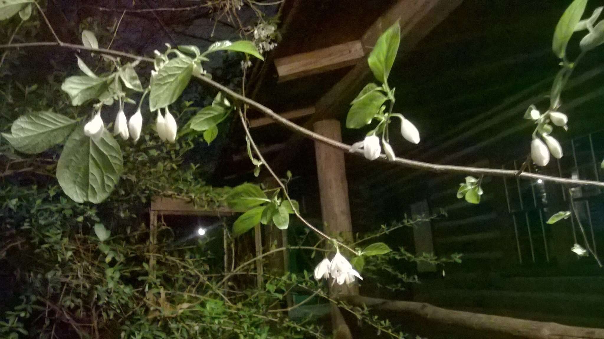 Plancia ëd Halesia diptera J. Ellis