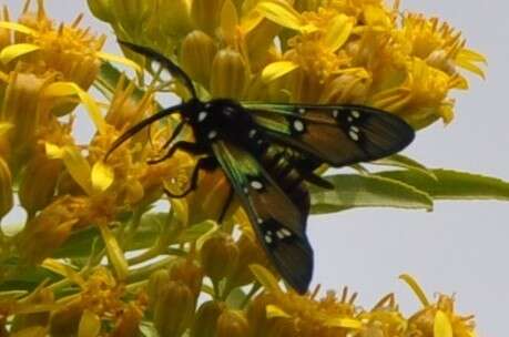 Image of Princely tiger moth