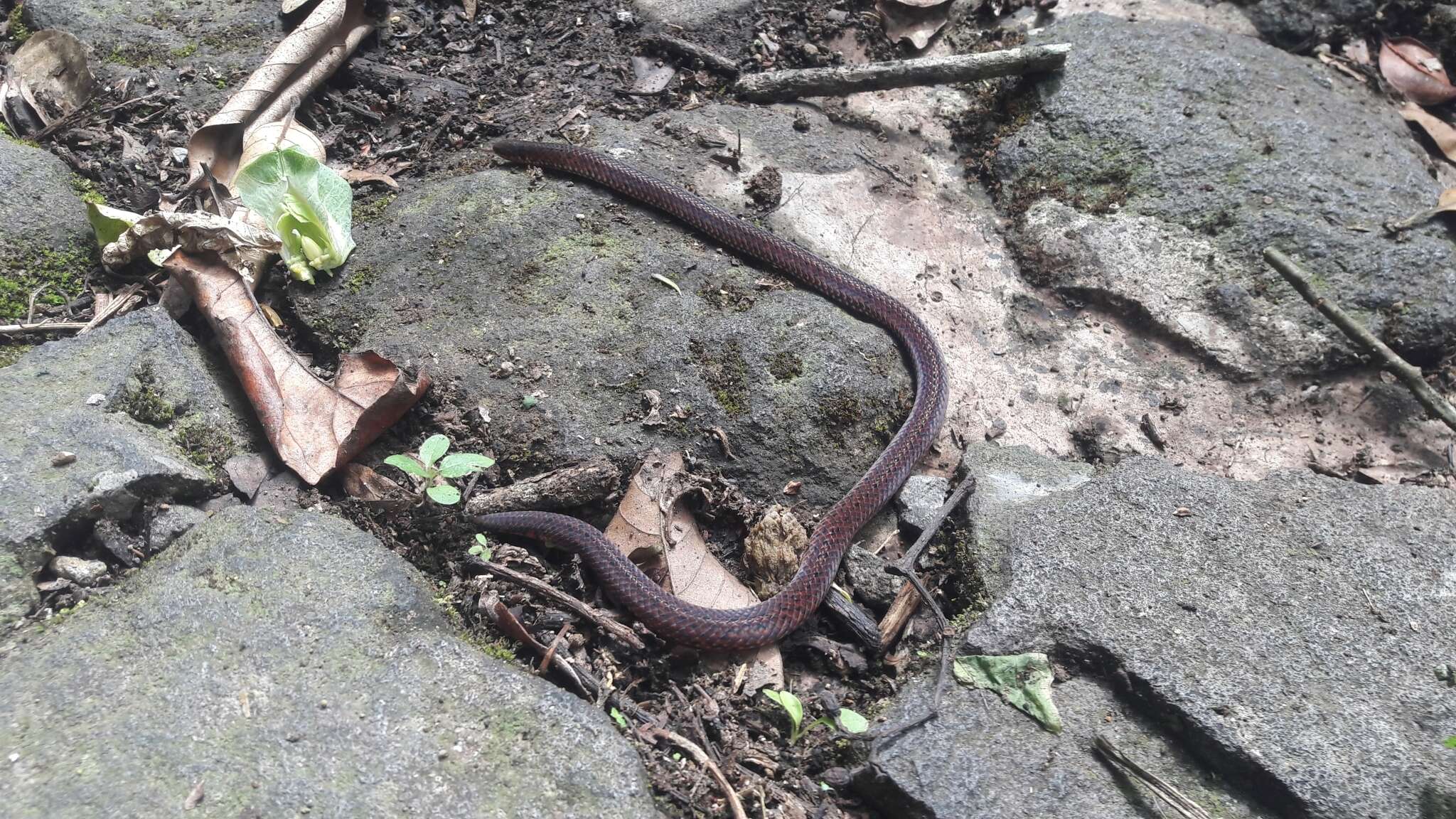 Image of Linne's Dwarf Snake