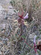 Imagem de Astragalus preussii A. Gray