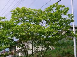 Image of Lily Tree