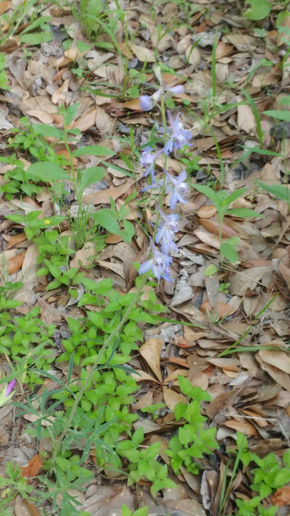 卡罗莱纳翠雀花的圖片