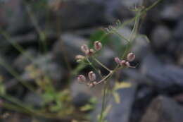 Image of Heracleum komarovii (Manden.)