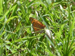 Image of Acraea caldarena Hewitson 1877