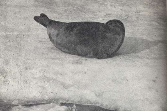 Image of Saimaa Ringed Seal