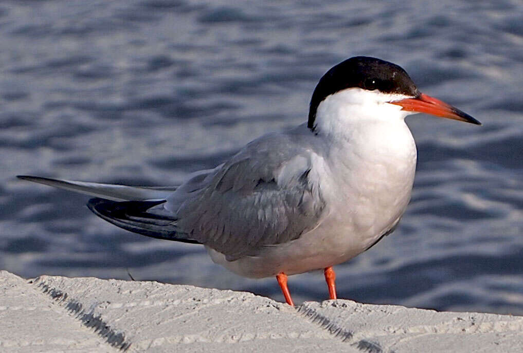 Image of Common Tern