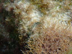 Image of Imitator Blenny