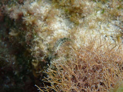 Image of Imitator Blenny