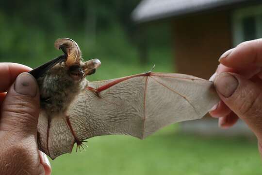 Image of Ognev’s Long-eared Bat