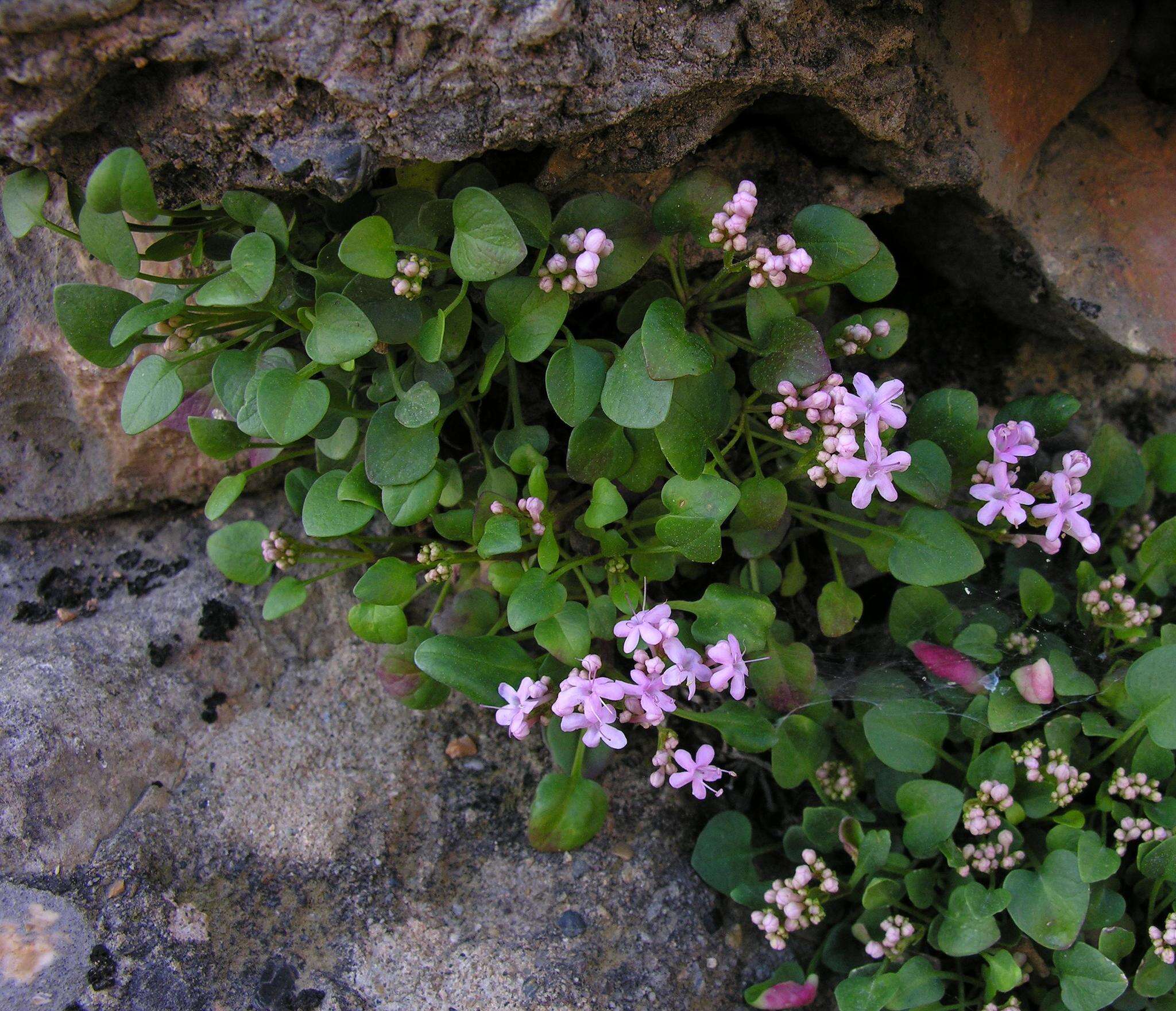 Image of Valeriana longiflora Willk.