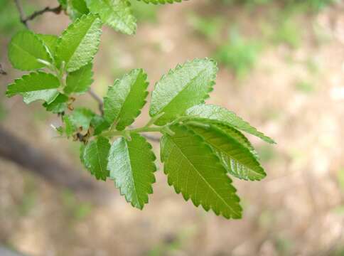 Image of Chinese elm