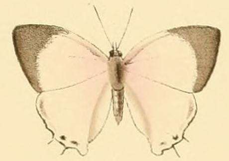 Image of Iolaus carina Hewitson 1873