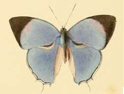 Image of Iolaus carina Hewitson 1873