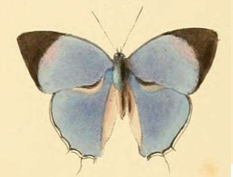 Image of Iolaus carina Hewitson 1873