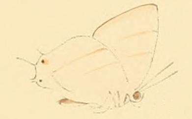 Image of Iolaus carina Hewitson 1873