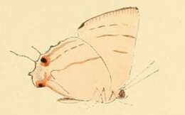 Image of Iolaus bolissus Hewitson 1873