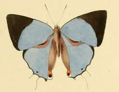 Image of Iolaus bolissus Hewitson 1873