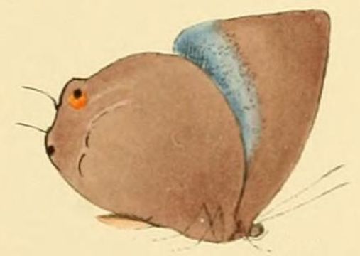 Image of <i>Sukidion inores</i> (Hewitson 1872)