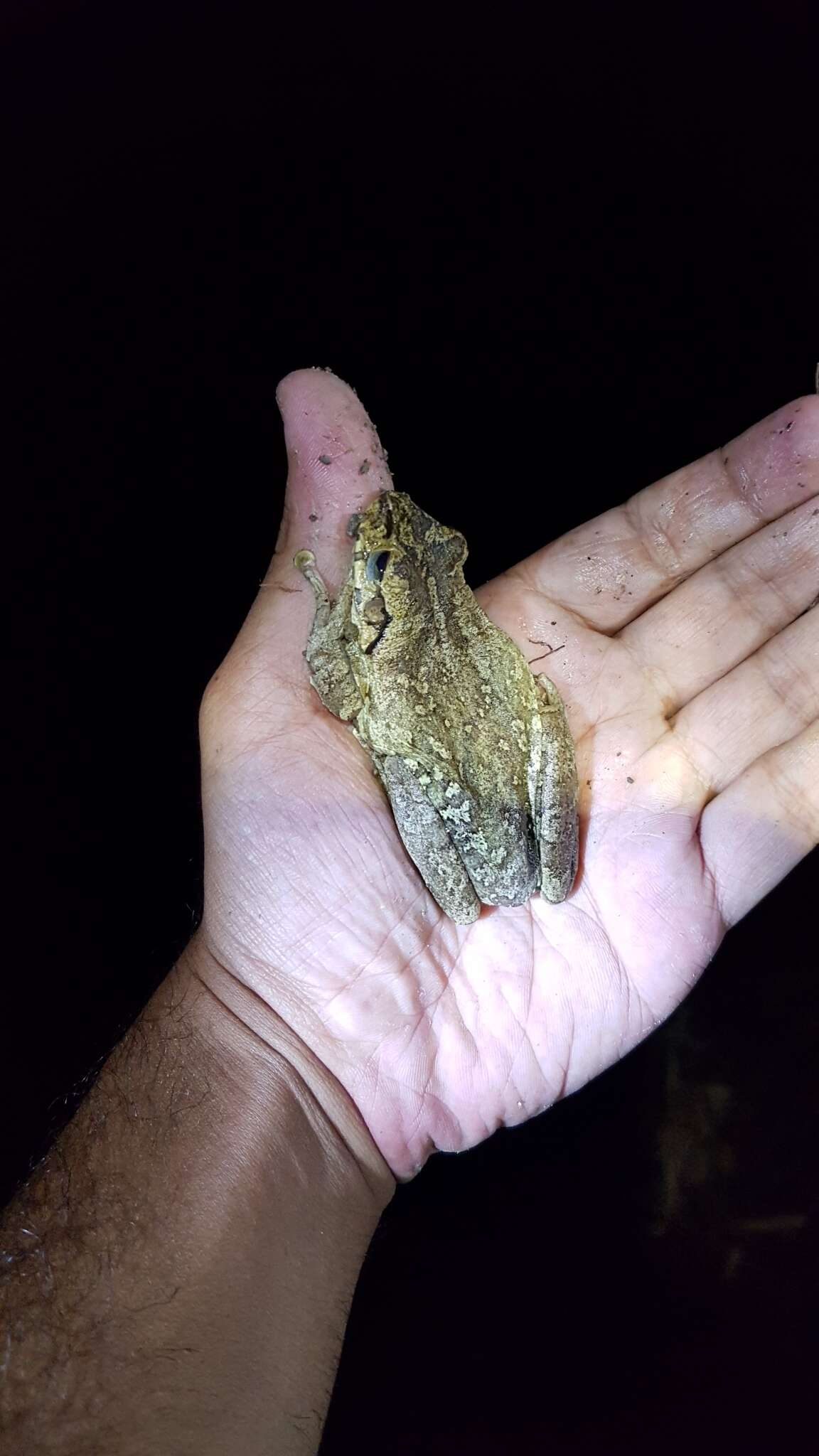 Image of Hispaniola giant treefrog