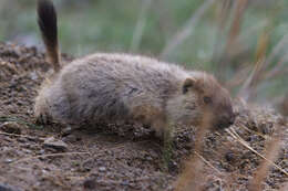 Imagem de Marmota sibirica (Radde 1862)