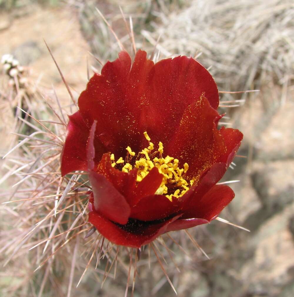 Imagem de Cylindropuntia acanthocarpa (Engelm. & J. M. Bigelow) F. M. Knuth