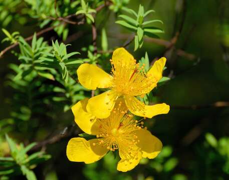 Image of Hypericum revolutum Vahl