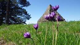 صورة Dichelostemma capitatum (Benth.) Alph. Wood