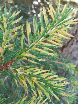 Image of Rhododendron-spruce needle rust