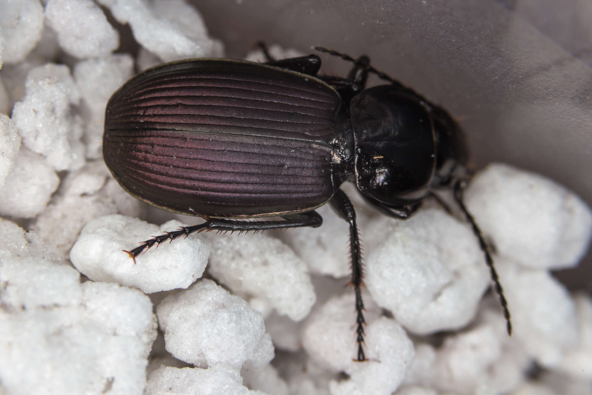 Image de Pterostichus (Eosteropus) mannerheimii (Dejean 1831)