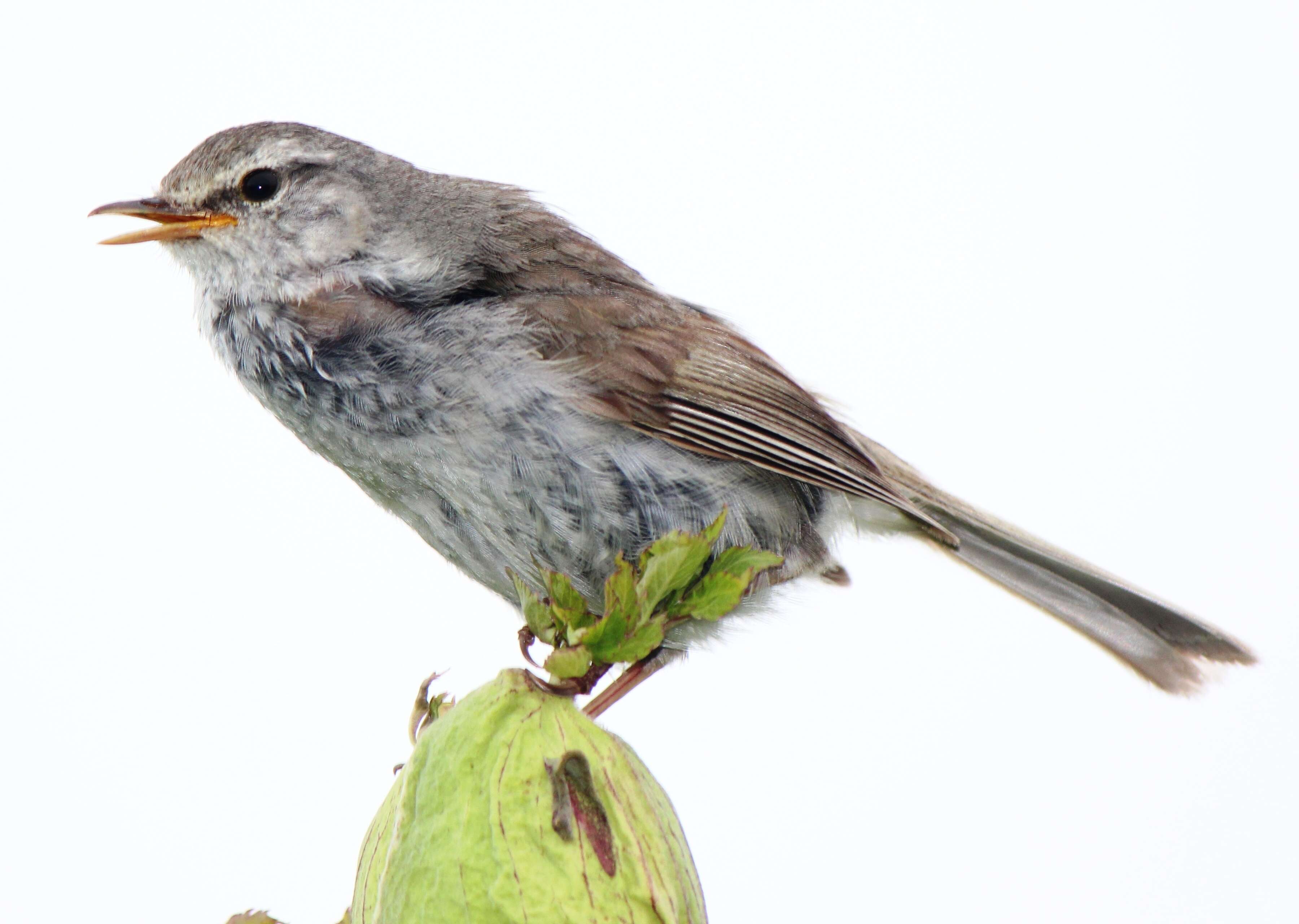 Image of Japanese Bush Warbler