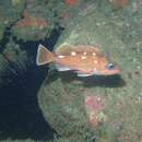 Image of Honeycomb rockfish