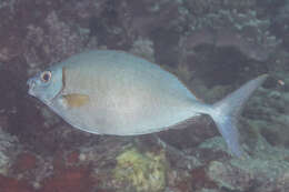 Image of Forktail rabbitfish