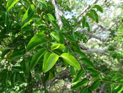 Image of Cameraria latifolia L.