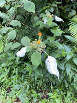 Image of White flag bush