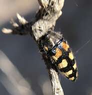 Image de Acmaeodera tuta Horn 1878