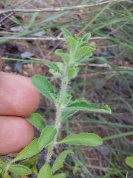 Image of Endostemon tereticaulis (Poir.) M. R. Ashby