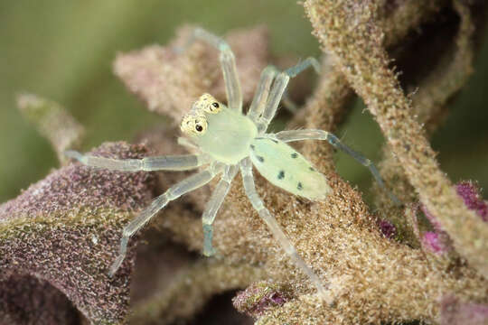 Image of Magnolia Green Jumper