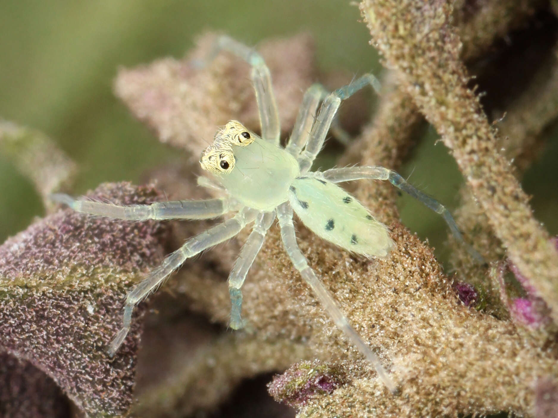 Image of Magnolia Green Jumper