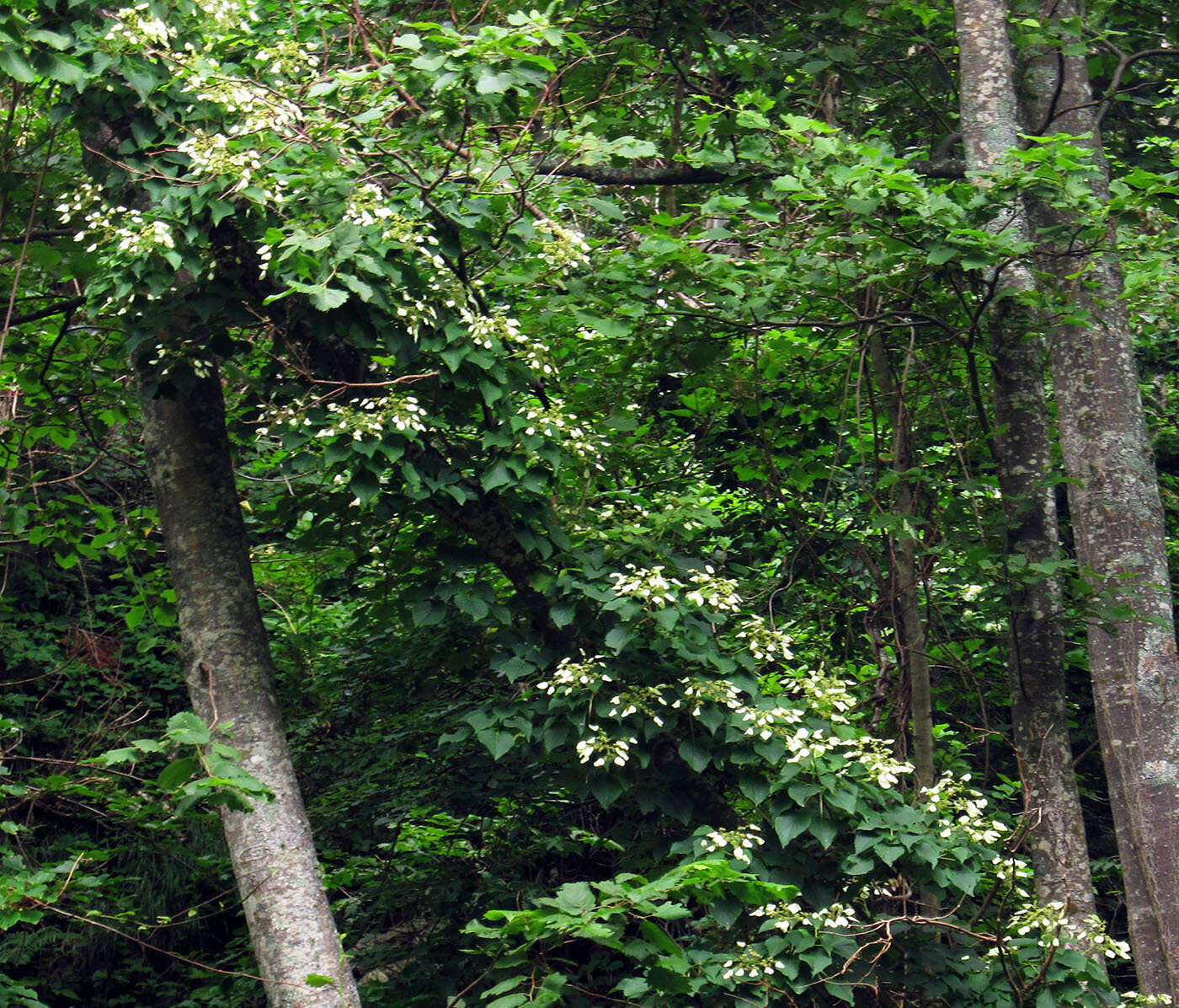 Image of Climbing hydrangea vine