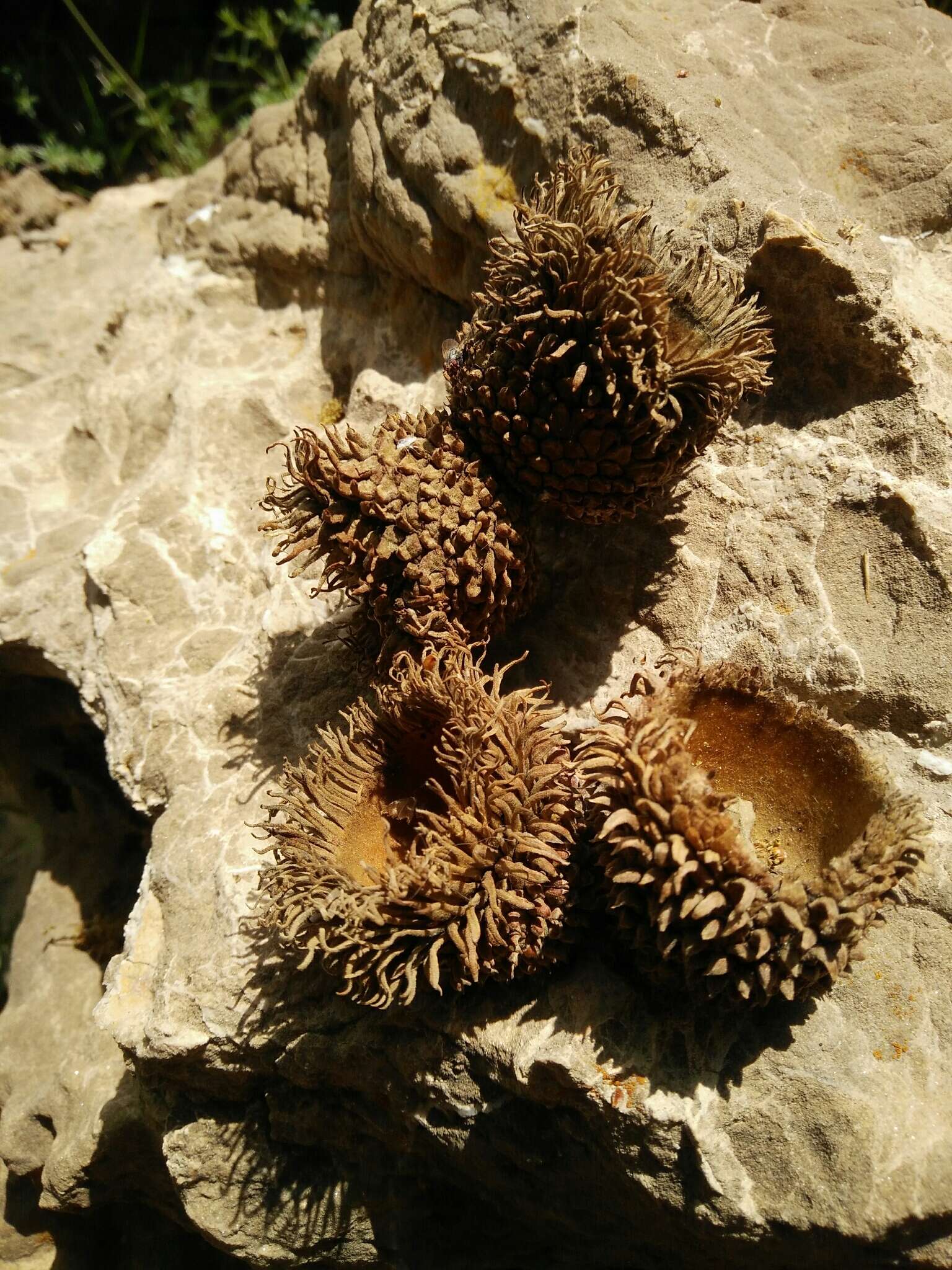 Image of Quercus ithaburensis subsp. ithaburensis