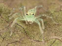 Image of Magnolia Green Jumper