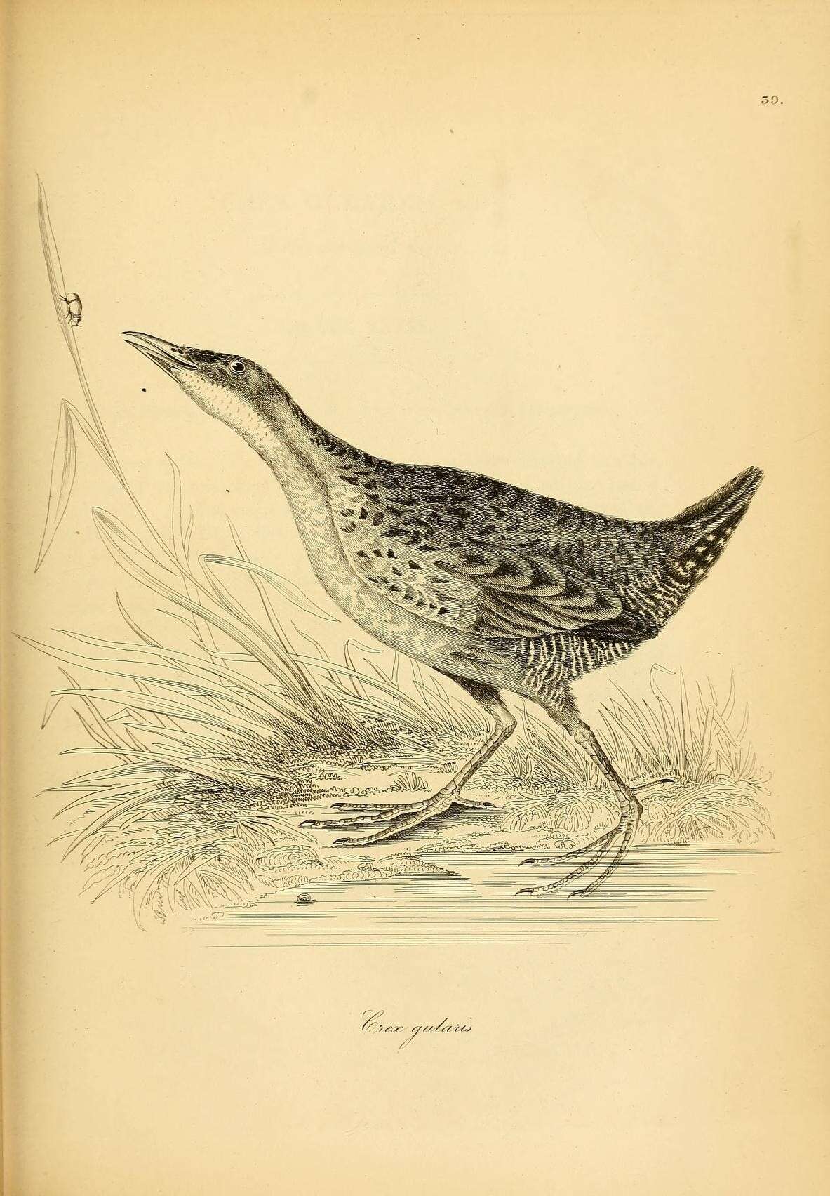 Plancia ëd Laterallus albigularis (Lawrence 1861)