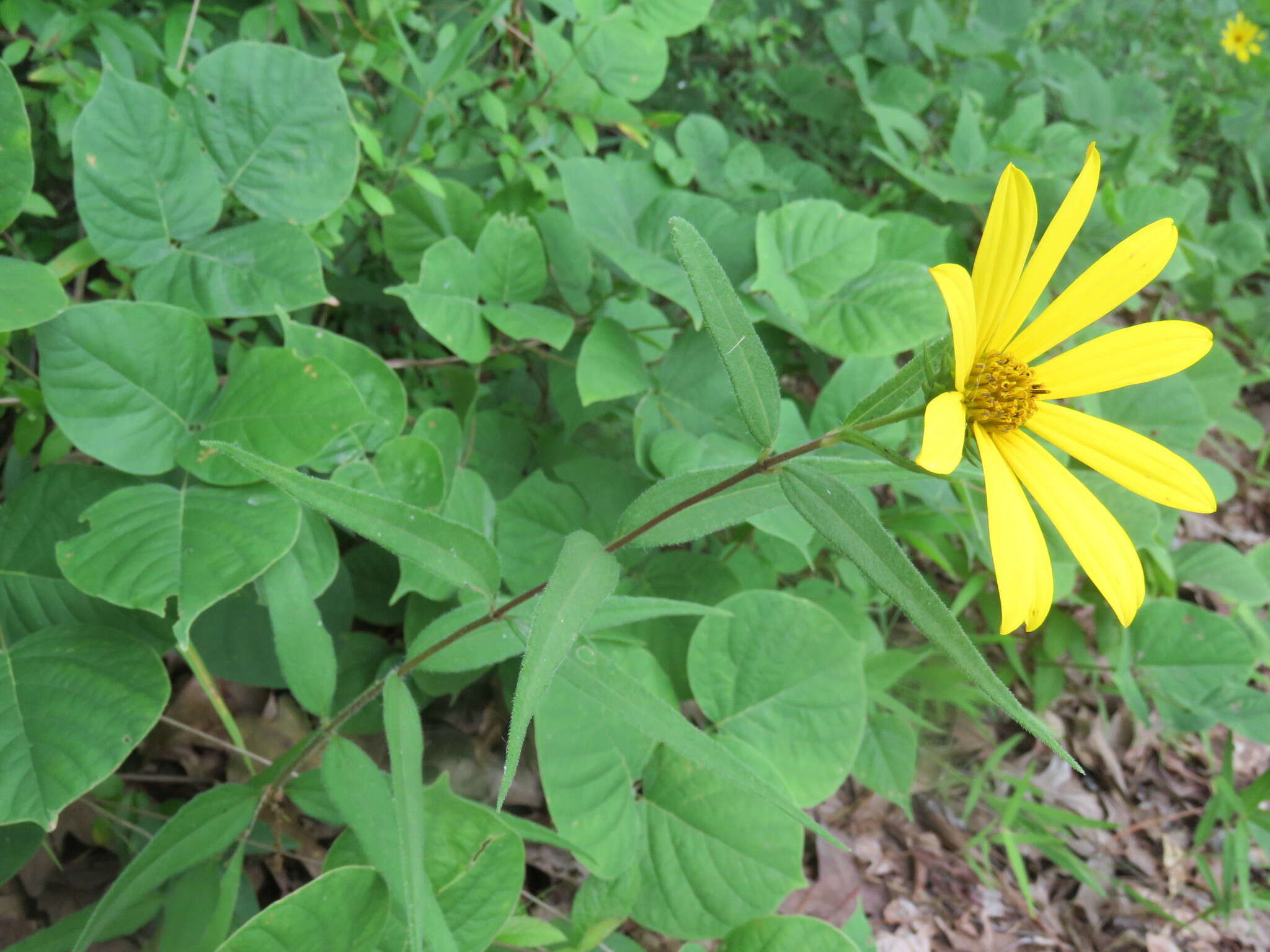 Слика од Helianthus hirsutus Rafin.