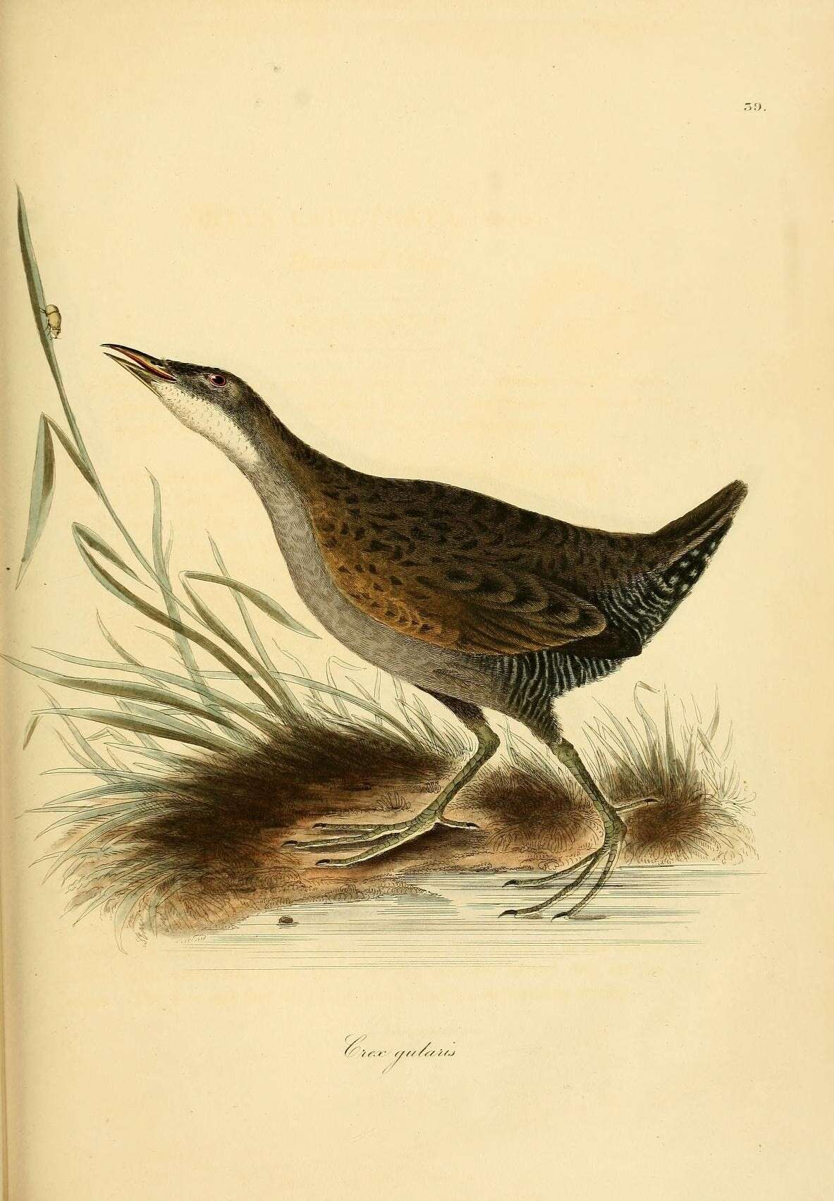 Plancia ëd Laterallus albigularis (Lawrence 1861)