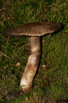 Image of Agaricus amicosus Kerrigan 1989