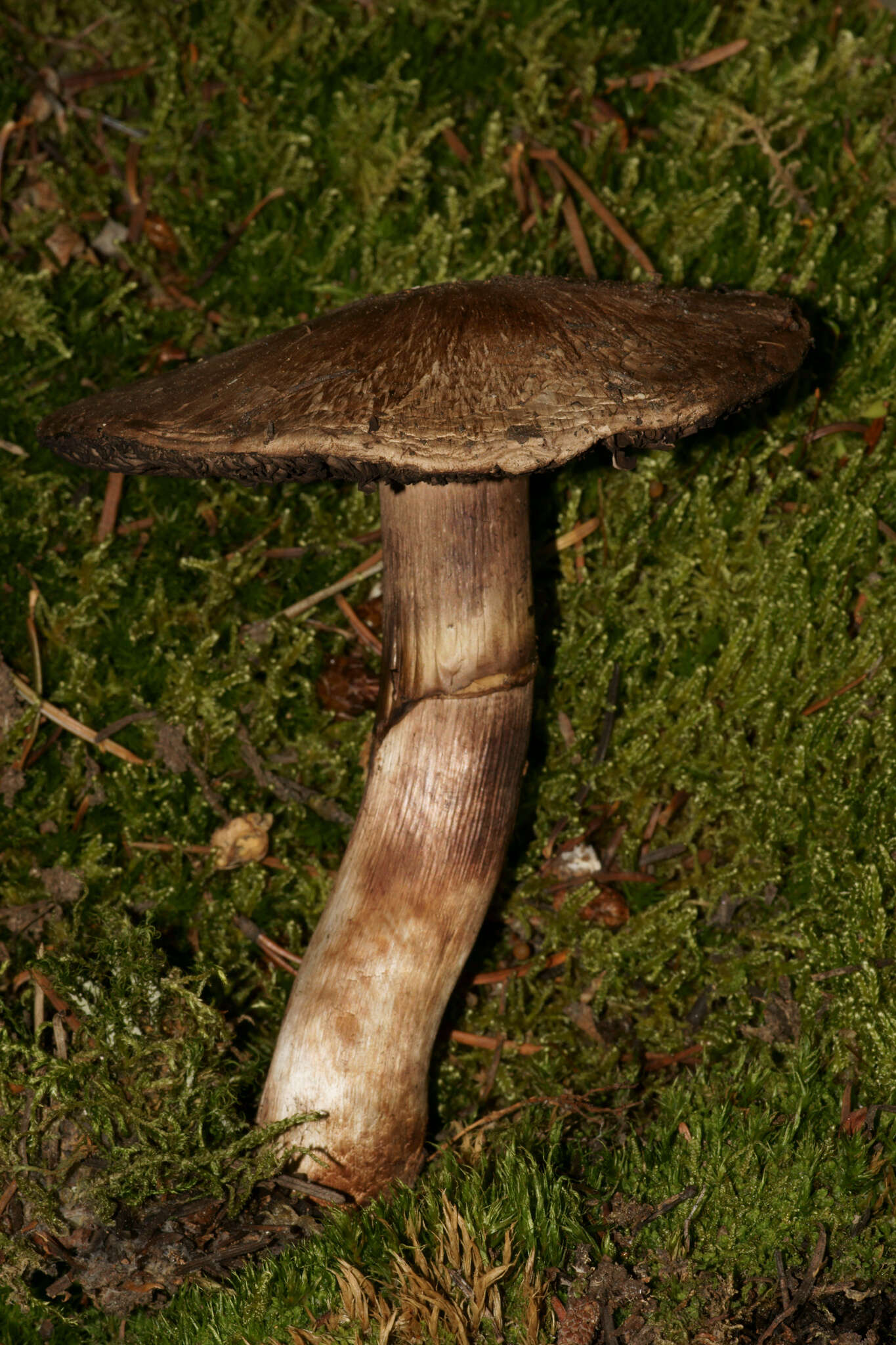 Image of Agaricus amicosus Kerrigan 1989