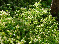 Image of birdeye pearlwort
